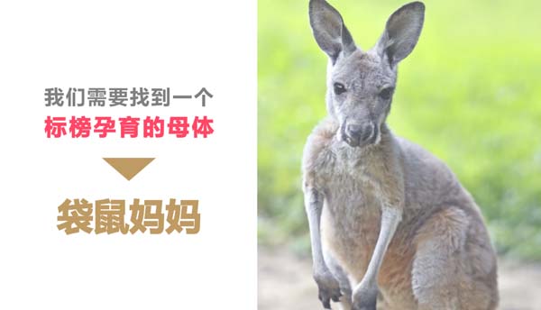 歐賽斯超級(jí)品牌引擎&reg; 新冠軍商業(yè)實(shí)戰(zhàn)案例：孕味食足